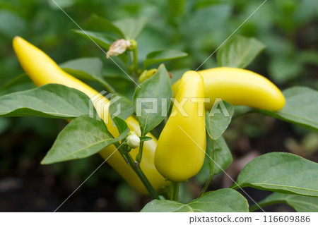 Bunch of bright yellow hot wax peppers in the garden. Bunch of bright yellow hot wax peppers in the garden. 116609886