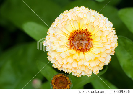 Bright yellow fragrant edible calendula flower with orange center grows in summer garden among green foliage. Bright yellow fragrant edible calendula flower with orange center grows in summer garden among green foliage. 116609896