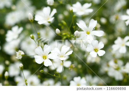 Gentle and airy white flowers of gypsophila, or Baby's breath, with green foliage in summer garden. Gentle and airy white flowers of gypsophila, or Baby's breath, with green foliage in summer garden. 116609898