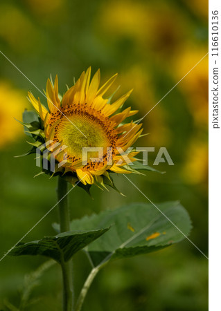 向日葵 116610136
