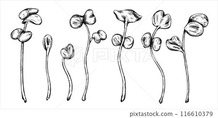 Illustration of a micro-green radish. Young seed seedlings, edible leaves, a healthy food. Vector illustration in black ink graphically, Hand drawn in line art. Gardening plants, cooking ingredients 116610379