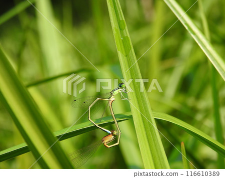 Asian Damselfly Link 116610389
