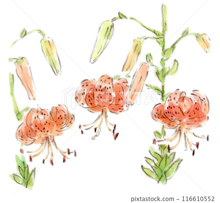 A watercolor illustration of a summer plant, tiger lilies blooming side by side 116610552