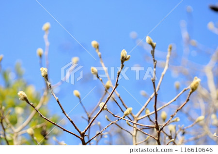Buds of Sidekobushi 116610646