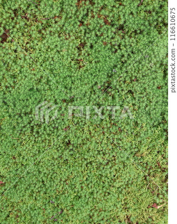 Sphagnum Sphagnum 116610675