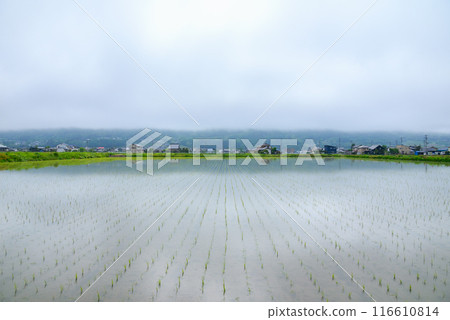 [晨霧]初夏的安曇野[北安曇區池田町] 116610814