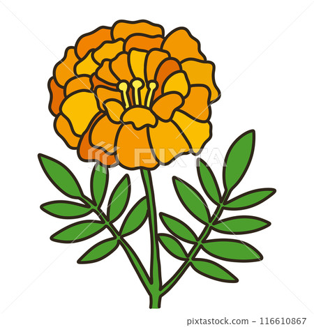 Marigold Marigold 116610867