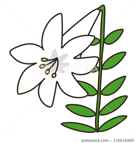 easter lily 116610869