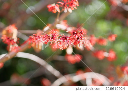 紅色金縷梅花 紅色金縷梅花 116610924