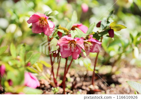 聖誕玫瑰鮮花 116610926