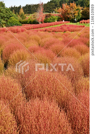 Autumn leaves of Kochia at Yuni Garden, a garden in Yuni Town, Hokkaido 116610989