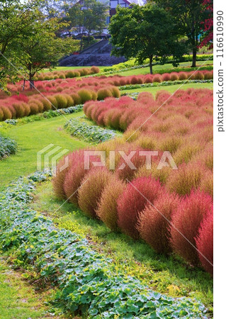 Autumn leaves of Kochia at Yuni Garden, a garden in Yuni Town, Hokkaido 116610990