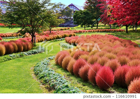 北海道尤尼鎮的花園尤尼花園地膚秋葉 北海道尤尼鎮的花園尤尼花園地膚秋葉 116610991
