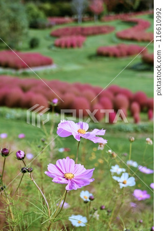 Yuni Garden, a garden in Yuni Town, Hokkaido: Cosmos and kochia in autumn Yuni Garden, a garden in Yuni Town, Hokkaido: Cosmos and kochia in autumn 116610992