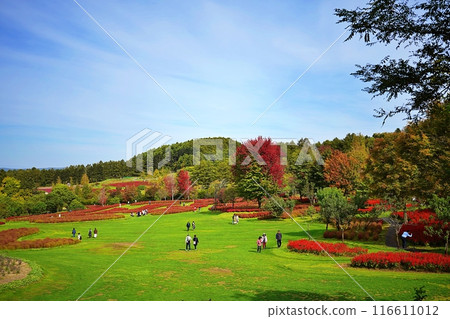 北海道尤尼鎮的花園尤尼花園地膚秋葉 116611012