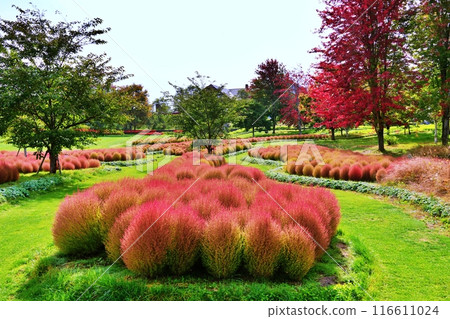 北海道尤尼鎮的花園尤尼花園地膚秋葉 北海道尤尼鎮的花園尤尼花園地膚秋葉 116611024