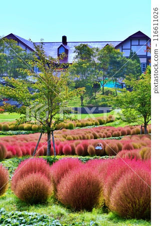 北海道尤尼鎮的花園尤尼花園地膚秋葉 北海道尤尼鎮的花園尤尼花園地膚秋葉 116611026