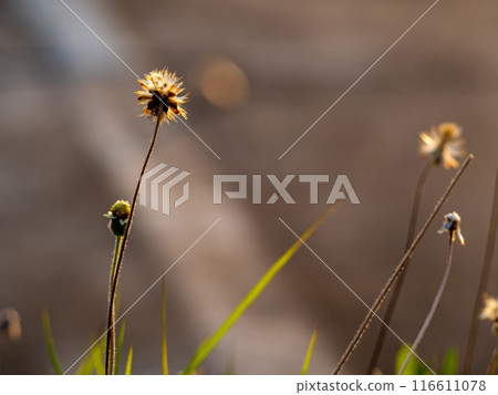 The seed of a Tridax Daisy flower when withering The seed of a Tridax Daisy flower when withering 116611078