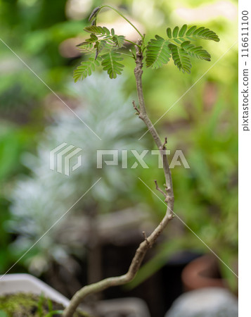 Small tree setting put it in a small pot as a mini bonsai 116611100