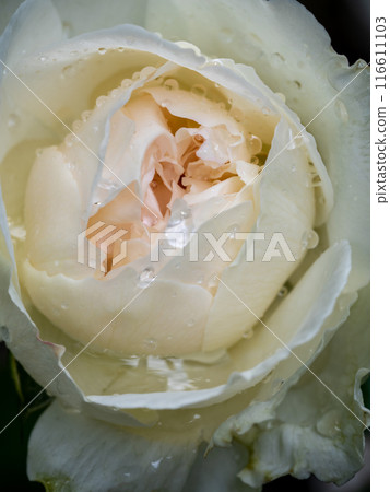 Delicate petals of rose as nature background Delicate petals of rose as nature background 116611103
