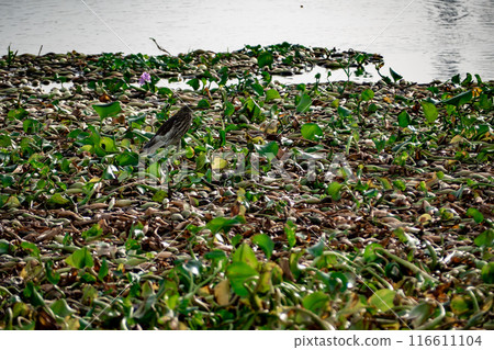 A Pond heron walking for food on a raft of water hyacinths A Pond heron walking for food on a raft of water hyacinths 116611104