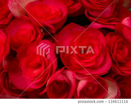 Close-up photo of a bouquet of hydrangeas flowers Close-up photo of a bouquet of hydrangeas flowers 116611118