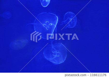 水母們被蓬鬆的水流帶走，漂浮的感覺讓我們感到心曠神怡，彷彿時間已經停止了。 116611176