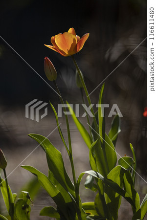 Tulips bathed in spring sunlight Tulips bathed in spring sunlight 116611480