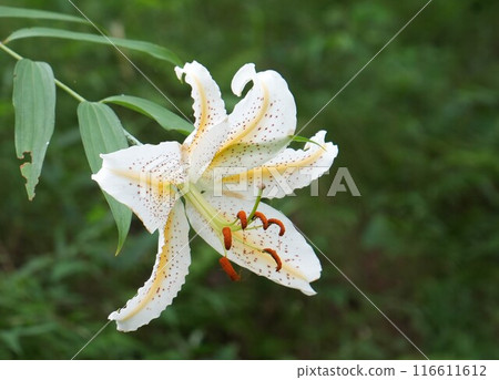 Up of a lily flower 116611612