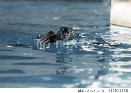 Penguins swimming with cherry blossom petals Penguins swimming with cherry blossom petals 116611886