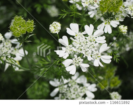 Oruraya Oruraya 116611892