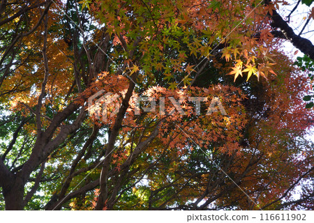 Ibaraki Botanical Garden 2023-11-28 #21 Ibaraki Botanical Garden 2023-11-28 #21 116611902