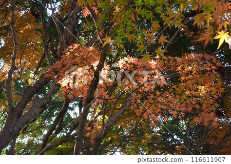 茨城縣立植物園 2023-11-28 #22 茨城縣立植物園 2023-11-28 #22 116611907