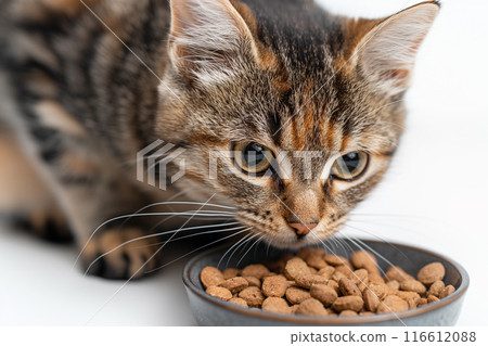 Tabby cat eating food 2 AI generated image 116612088