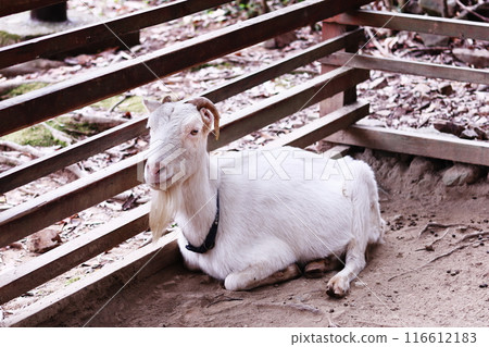 A goat relaxing in the weave A goat relaxing in the weave 116612183