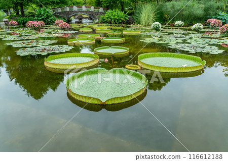 滋賀縣草津市 水生植物園 水之森水上花園 花影之池 116612188
