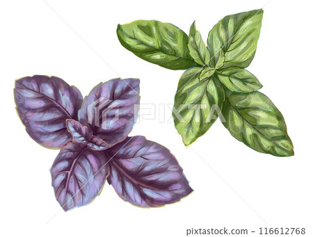 Two bunches of green and violet basil.Can be used for restaurant branding, grocery stores, food blogs, recipe illustrations, cooking classes, herb gardens, wellness centers, healthy lifestyle articles 116612768