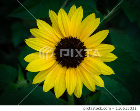 向日葵黃色的花 向日葵黃色的花 116613031