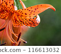 Onigari花 116613032