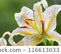 莉莉在雨中濕透了 116613033