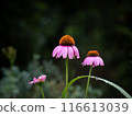 風景與紫錐菊花 116613039