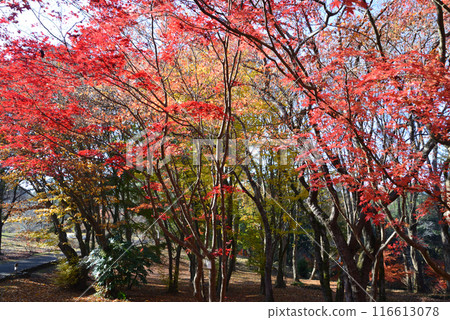 茨城縣立植物園 2023-11-28 #44 116613078