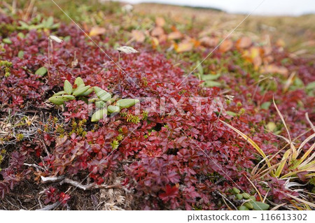 Chinguruma 的酒色秋葉 Chinguruma 的酒色秋葉 116613302