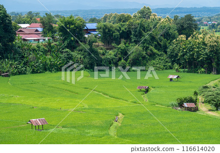 Village with rice paddy field in Nan province of Thailand in rainy season. Thailand has a strong tradition of rice production. It has the fifth largest amount of rice cultivation in the world. 116614020