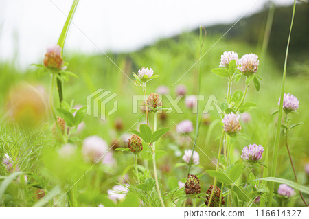 the grass 116614327