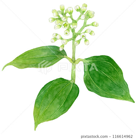 Cinnamon flower watercolor illustration 116614962