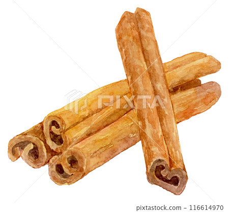 Cinnamon watercolor illustration 116614970