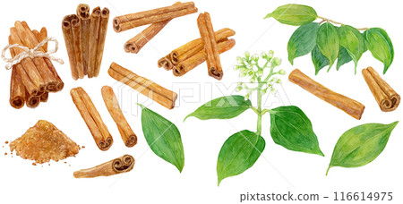 Cinnamon sticks, leaves and flowers watercolor illustration collection 116614975