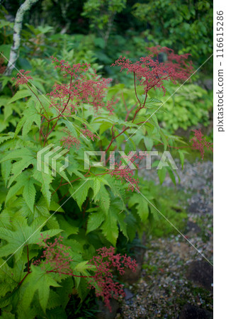 After the Kyoganoko flower blooms. The flower's meanings are "secret love," "simple beauty," and "effort." After the Kyoganoko flower blooms. The flower's meanings are "secret love," "simple beauty," and "effort." 116615286