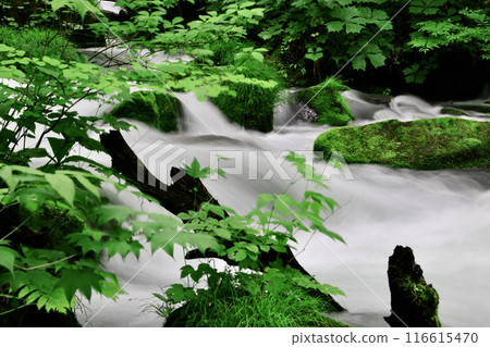 初夏的奧入瀨溪谷(青森縣十和田市) 初夏的奧入瀨溪谷(青森縣十和田市) 116615470